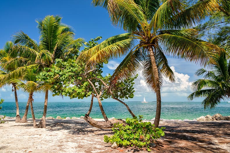 Palm trees on a beach on a sunny day.